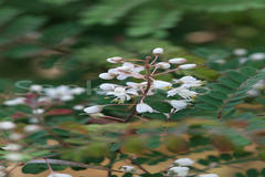 Pterolobium hexapetalum